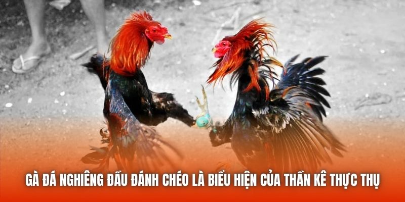 Gà đá nghiêng đầu đánh chéo là biểu hiện của thần kê thực thụ