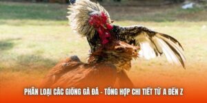 Phân Loại Các Giống Gà Đá - Tổng Hợp Chi Tiết Từ A Đến Z