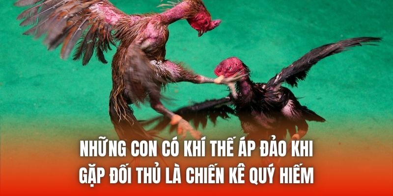 Những con có khí thế áp đảo khi gặp đối thủ là chiến kê quý hiếm